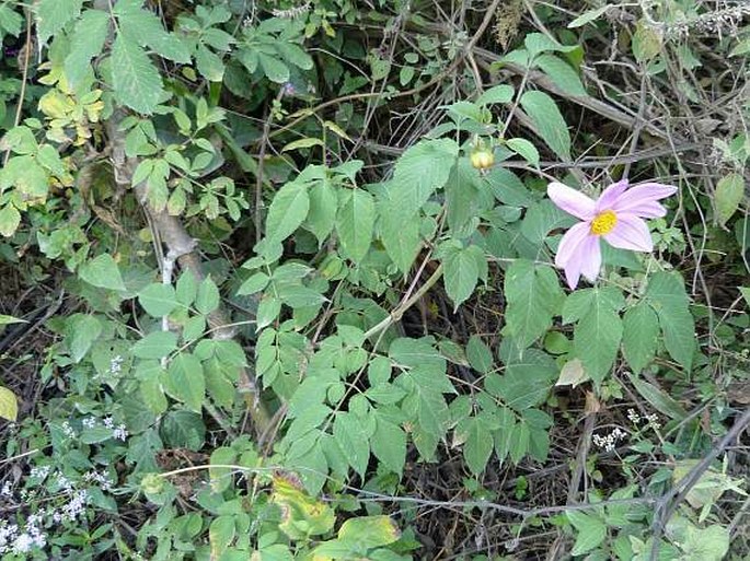 Dahlia imperialis