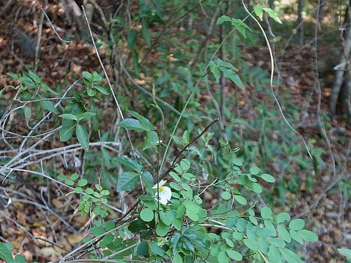 Dalechampia subternata