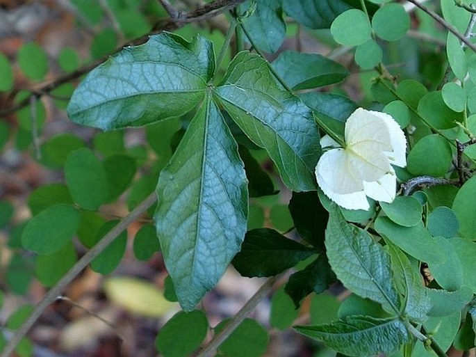 Dalechampia subternata