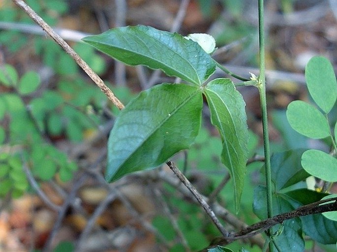 Dalechampia subternata