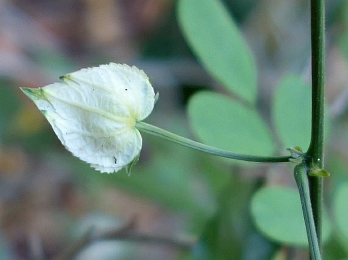 Dalechampia subternata