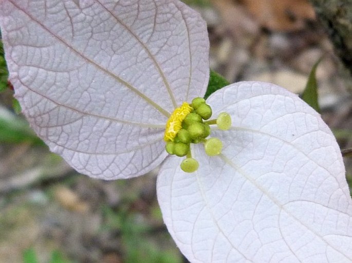 Dalechampia