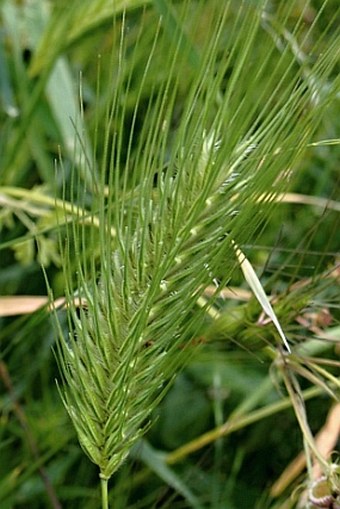 Dasypyrum villosum