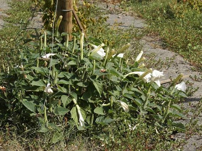 Datura innoxia