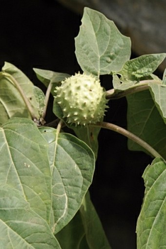 Datura metel