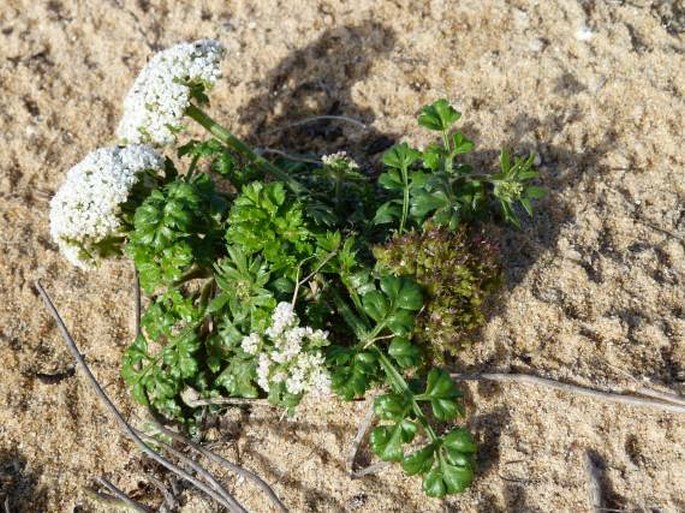 DAUCUS CAROTA subsp. HALOPHILUS (Brot.) A. Pujadas - mrkev / mrkva