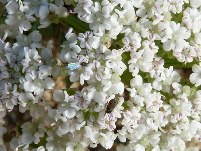 Daucus carota subsp. halophilus