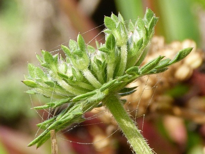 Daucus carota subsp. halophilus