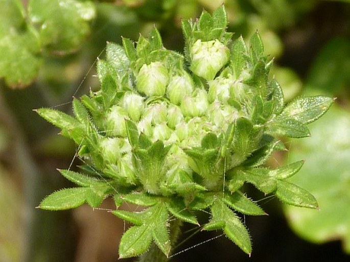 Daucus carota subsp. halophilus