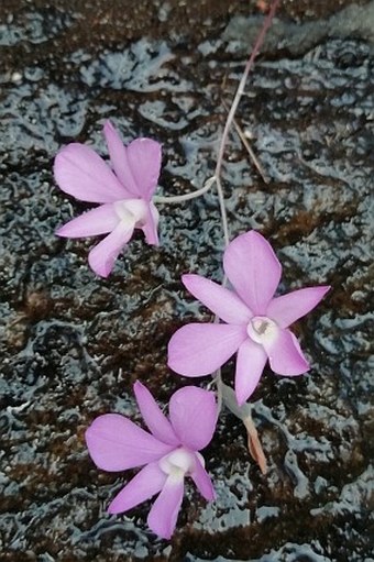 Dendrobium kallarense