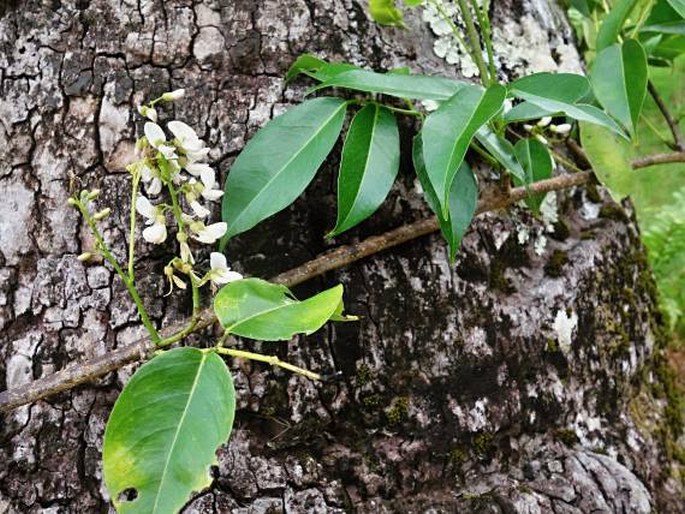 Derris trifoliata