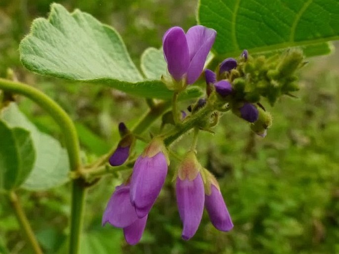 Desmodium sequax