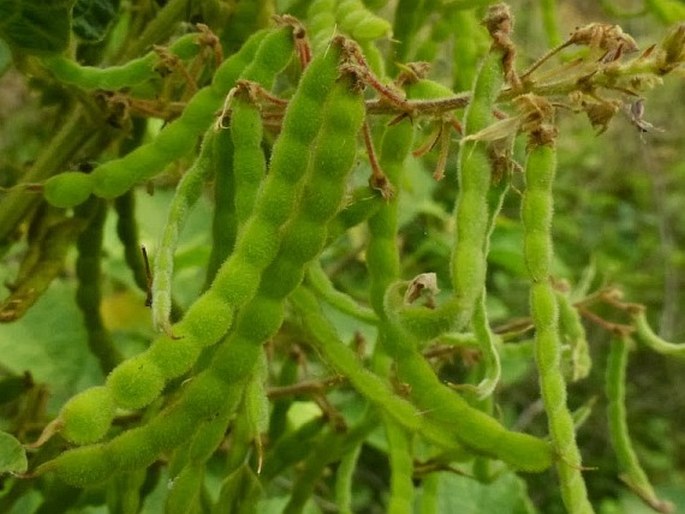 Desmodium sequax