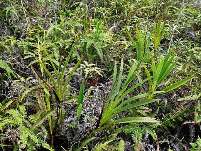 Dianella carolinensis