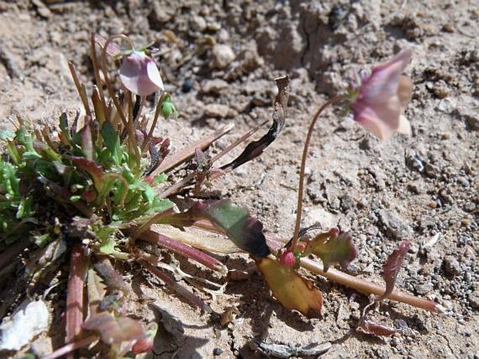 Diascia sacculata