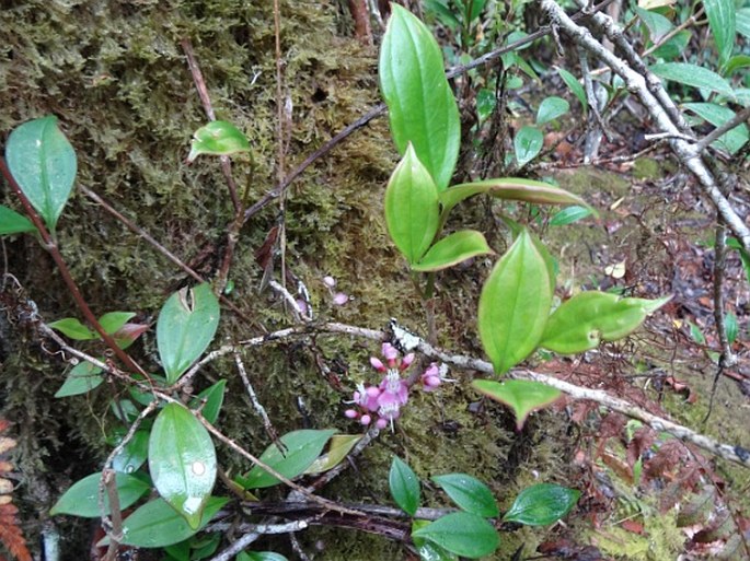 Dichaetanthera lancifolia