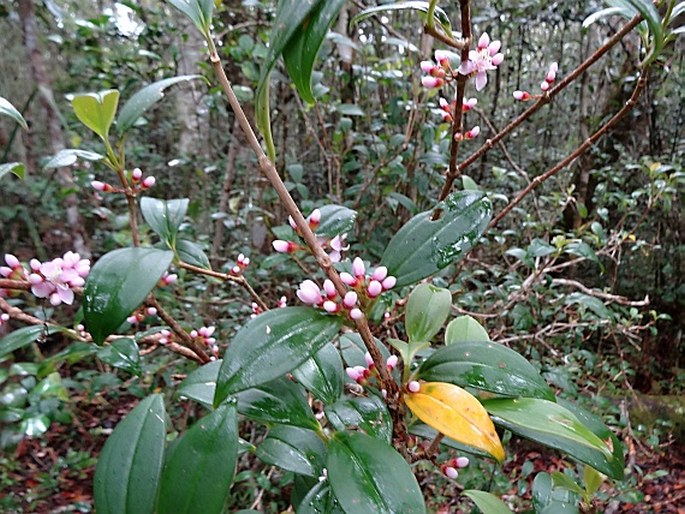 Dichaetanthera lancifolia