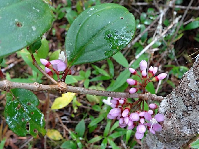 Dichaetanthera lancifolia