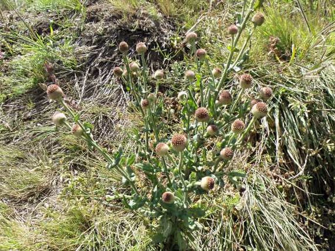 Dichrocephala chrysanthemifolia