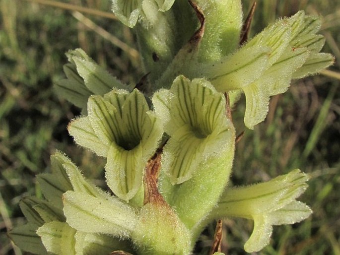 DICHROMANTHUS MICHUACANUS (Lex.) Salazar et Soto Arenas