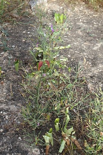 Dicliptera paniculata