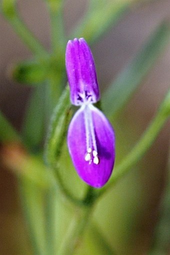 Dicliptera paniculata