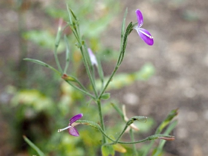 DICLIPTERA PANICULATA (Forskk.) I. Darbysh.