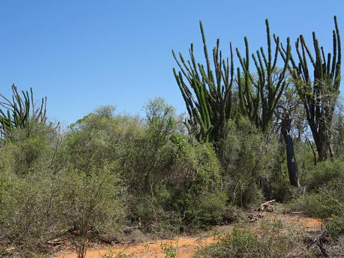 Didierea madagascariensis