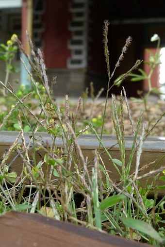 Digitaria sanguinalis subsp. pectiniformis