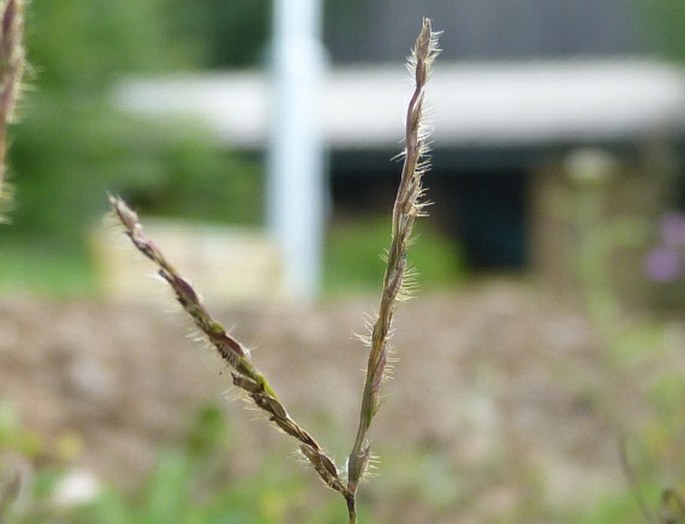 Digitaria sanguinalis subsp. pectiniformis