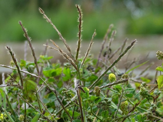 DIGITARIA SANGUINALIS subsp. PECTINIFORMIS Henrard – rosička krvavá brvitá / prstovka brvitá