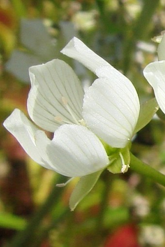 Dionaea muscipula