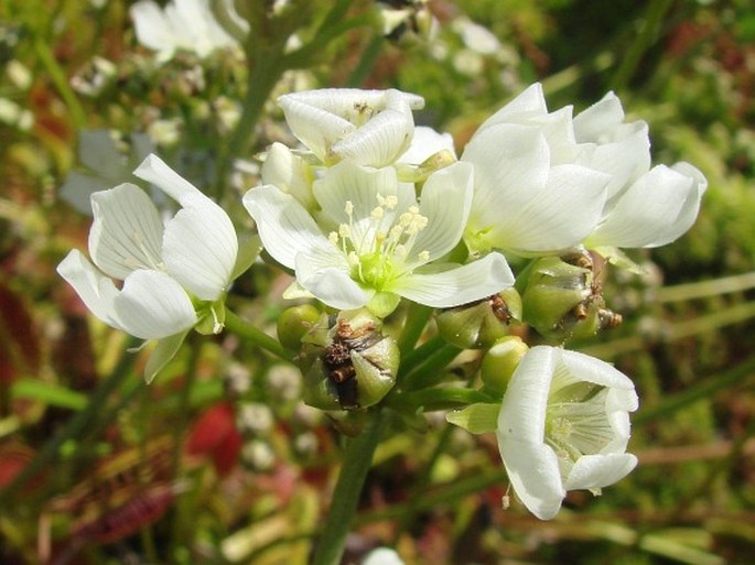 DIONAEA MUSCIPULA J. Ellis - mucholapka podivná