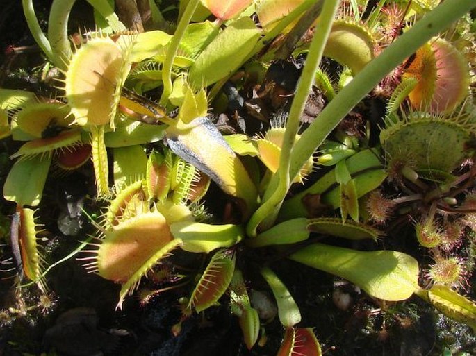 Dionaea muscipula