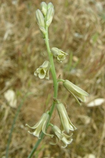 Dipcadi serotinum