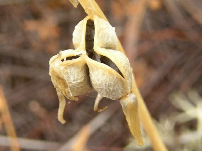 Dipcadi serotinum