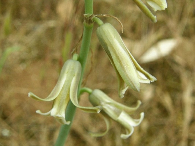 Dipcadi serotinum