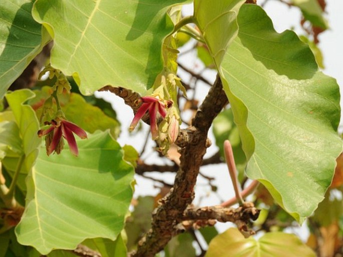 DIPTEROCARPUS TUBERCULATUS Roxb. – dvojkřídláč