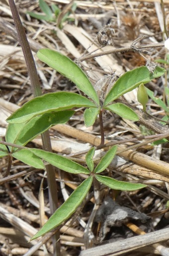 Distimake quinatus