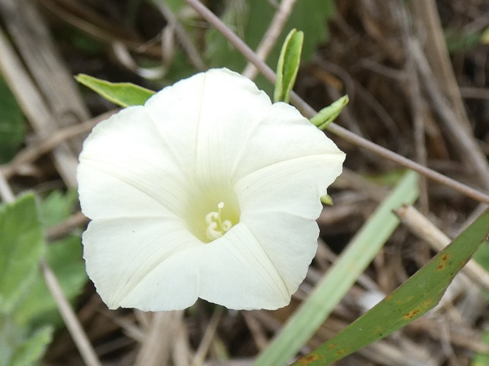 Distimake quinatus