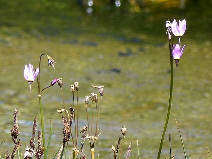 DODECATHEON ALPINUM (A. Gray) Greene – božskokvět