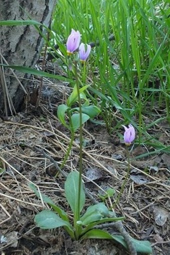 Dodecatheon conjugens