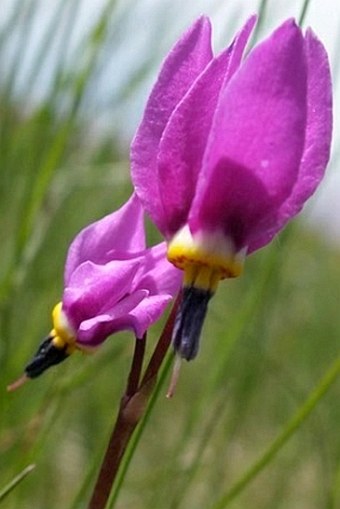 Dodecatheon conjugens