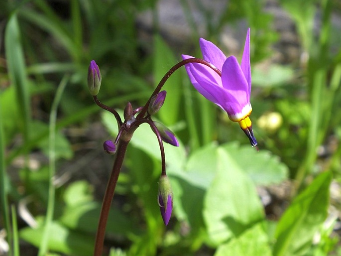 DODECATHEON CONJUGENS Greene – božskokvět