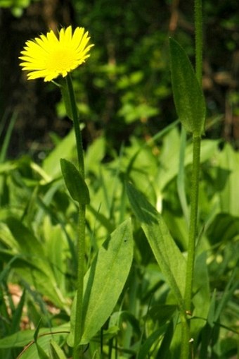 Doronicum hungaricum