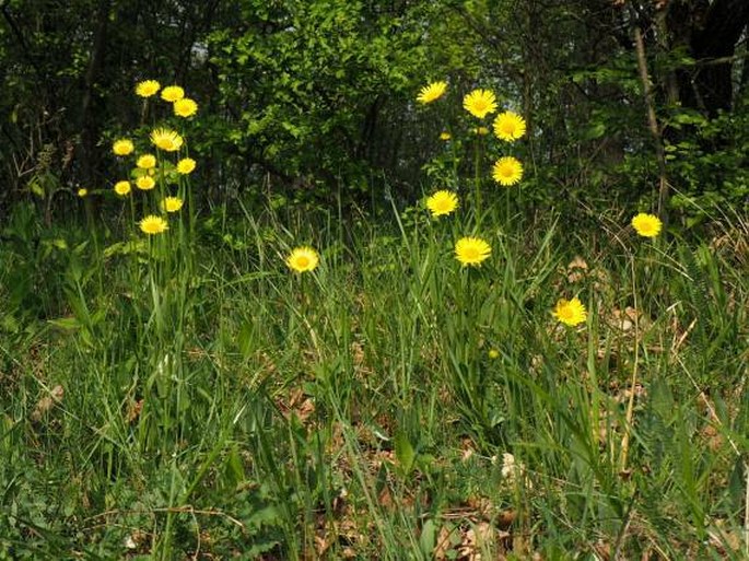 Doronicum hungaricum