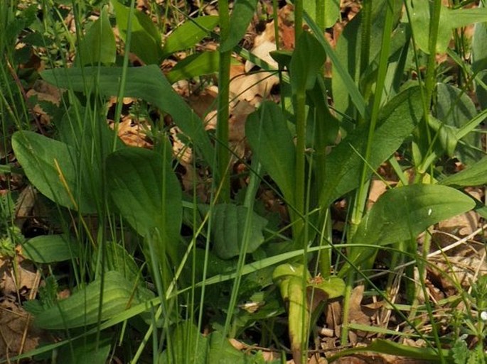 Doronicum hungaricum