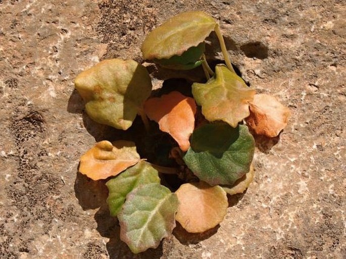 Dorstenia foetida