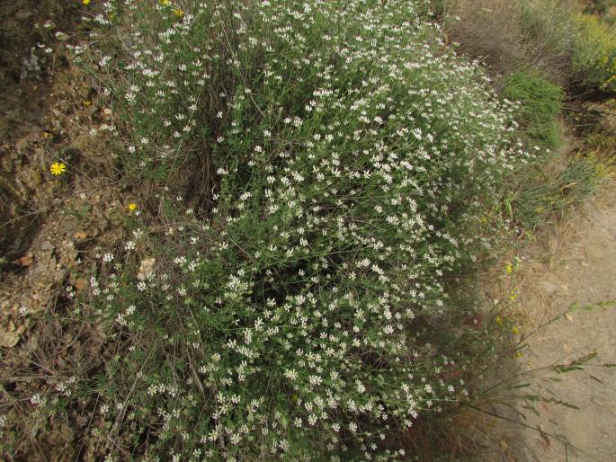 Dorycnium pentaphyllum