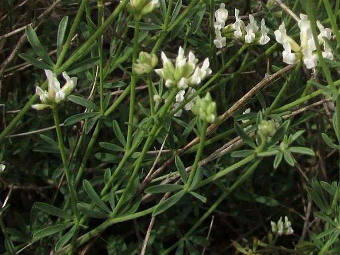 Dorycnium pentaphyllum